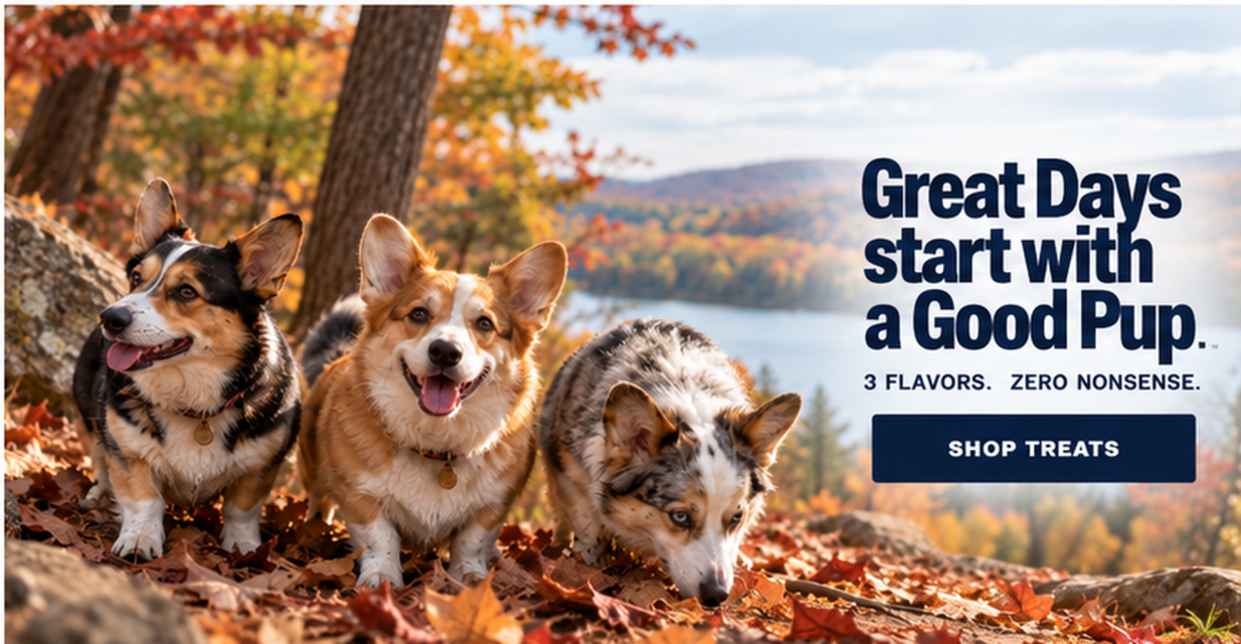 Three corgis together on a colorful autumn trail