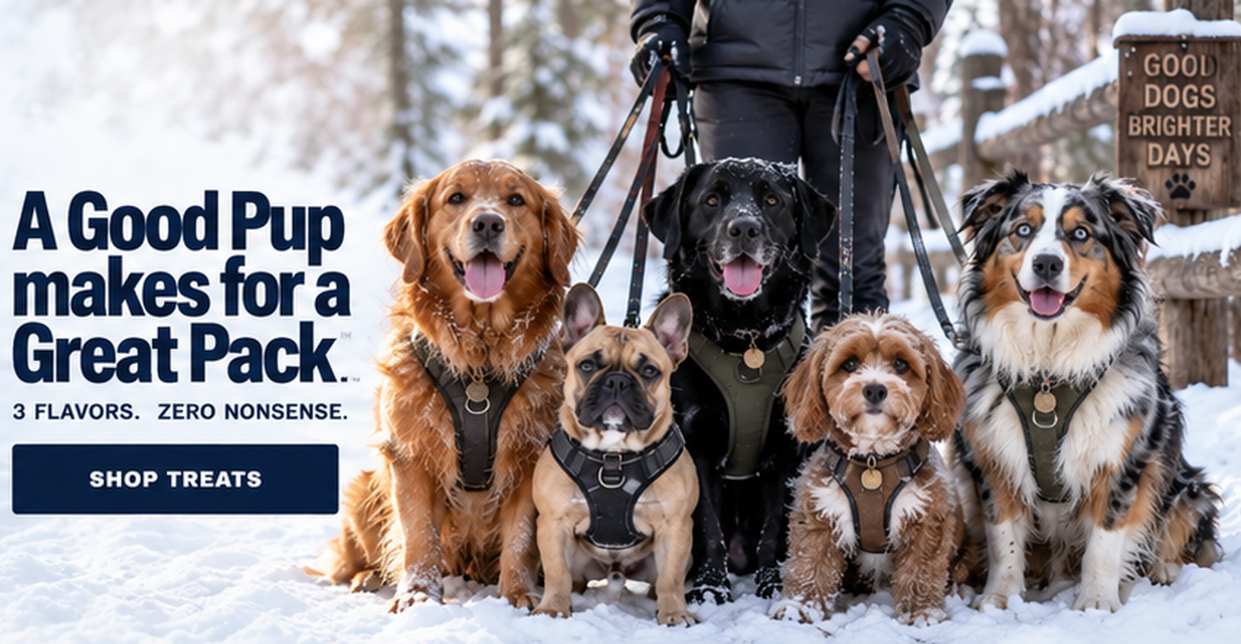 Five dogs in a dog walker pack sitting together in the snow